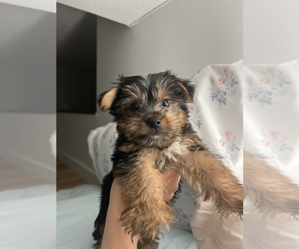 Medium Photo #3 Morkie Puppy For Sale in NEW YORK, NY, USA