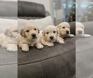 Golden Retriever Puppy for sale in ELVERTA, CA, USA