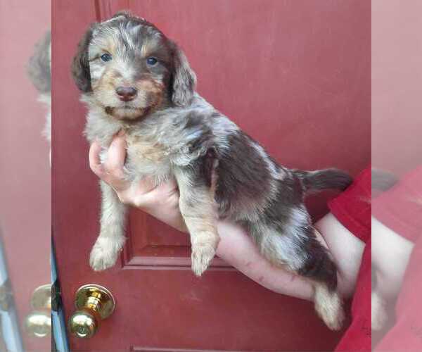 Medium Photo #13 Aussiedoodle Puppy For Sale in COTTAGEVILLE, SC, USA