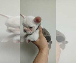 French Bulldog Puppy for sale in MORENO VALLEY, CA, USA