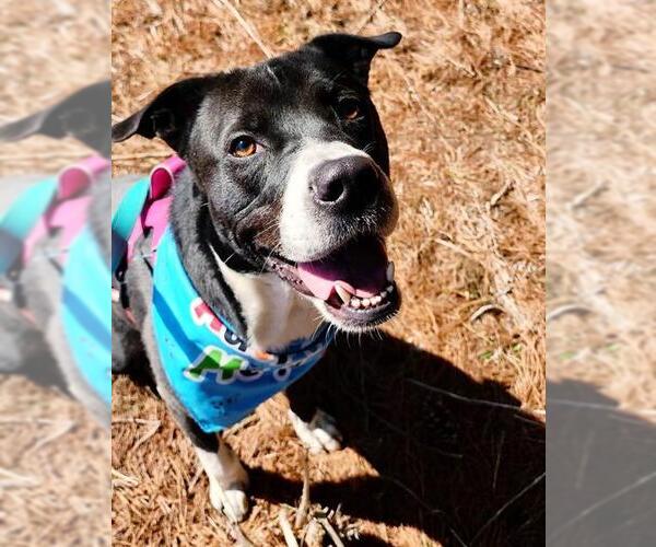 Medium Photo #3 Mutt Puppy For Sale in Peoria, IL, USA