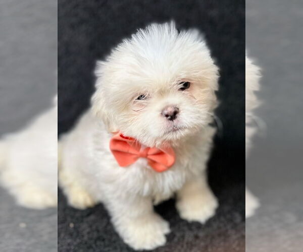 Medium Photo #2 Mutt Puppy For Sale in Grafton, WI, USA