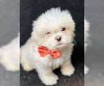 Small #1 Mutt