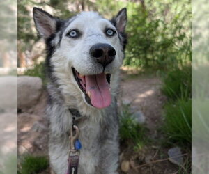 Siberian Husky Dogs for adoption in Omaha, NE, USA