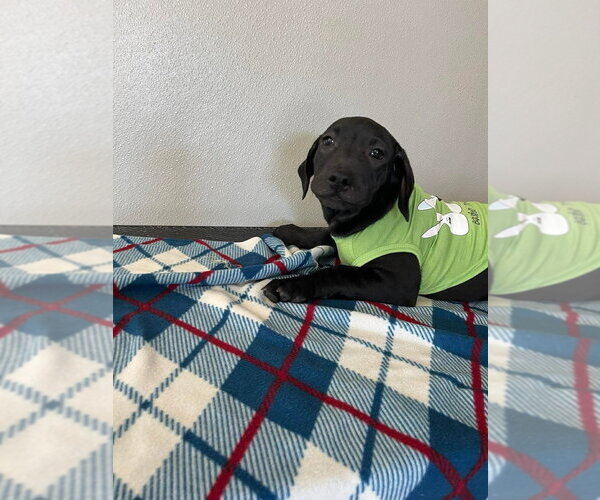 Medium Photo #2 Labbe Puppy For Sale in Osgood, IN, USA