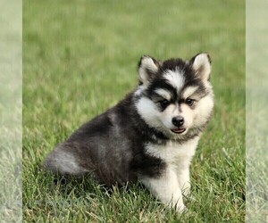 Pomsky Puppy for sale in PARKESBURG, PA, USA