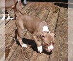 Small Photo #3 American Bully Puppy For Sale in LENOIR CITY, TN, USA