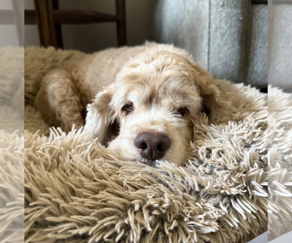 Medium Photo #5 Cocker Spaniel Puppy For Sale in Fargo, ND, USA
