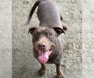 Doberman Pinscher-Unknown Mix Dogs for adoption in Riverside, CA, USA