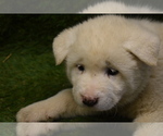 Small Photo #9 Akita Puppy For Sale in ROLLA, MO, USA