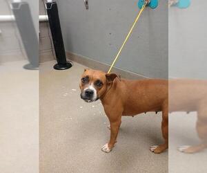 Boxer-Unknown Mix Dogs for adoption in Las Vegas, NV, USA
