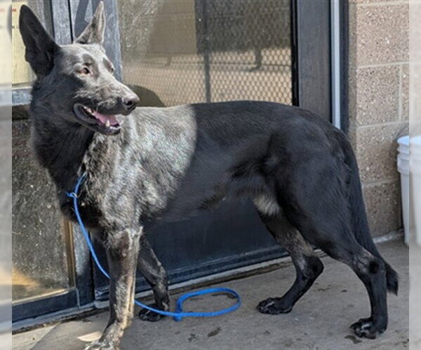Medium Photo #1 German Shepherd Dog Puppy For Sale in Denver, CO, USA