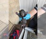 Small Labrador Retriever Mix
