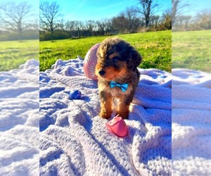 Goldendoodle Puppy for sale in BLUE SPRINGS, MO, USA