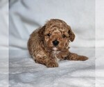 Puppy Graham Poodle (Miniature)