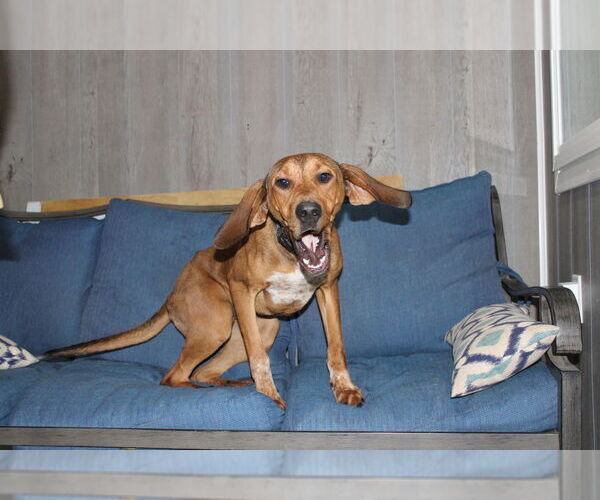 Medium Photo #4 Mutt Puppy For Sale in Linton, IN, USA