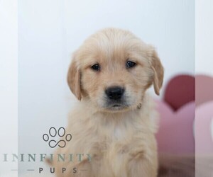 Golden Retriever Puppy for sale in NEWPORT, PA, USA