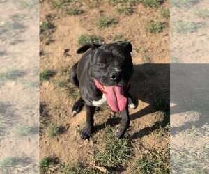 Deitz - Male Bulloxer Dog for Adoption - Photo #19