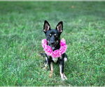 Small #1 Australian Kelpie-Dachshund Mix