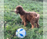 Puppy Abby Goldendoodle