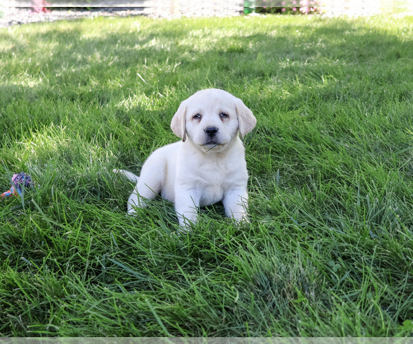 Medium Photo #3 Labrador Retriever Puppy For Sale in SYRACUSE, IN, USA