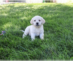 Small #2 Labrador Retriever