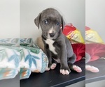 Small Photo #3 American Bully-Labrador Retriever Mix Puppy For Sale in NORTH LAS VEGAS, NV, USA