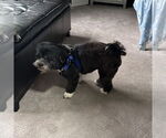 Small #3 Lhasa Apso