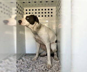 Mutt Dogs for adoption in Stockton, CA, USA