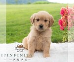Small Photo #5 Golden Retriever Puppy For Sale in NEWPORT, PA, USA