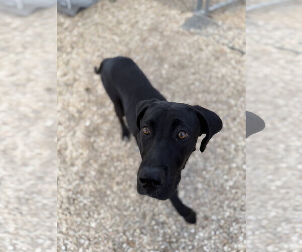 Medium Photo #3 Great Dane-Unknown Mix Puppy For Sale in Oakhurst, NJ, USA