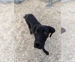 Small #2 Great Dane Mix