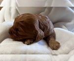 Small Photo #17 Cavapoo (Miniature) Puppy For Sale in SAINT FRANCIS, MN, USA