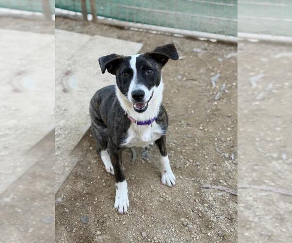 Medium Photo #1 Border Collie-Unknown Mix Puppy For Sale in Santa Maria, CA, USA