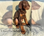 Image preview for Ad Listing. Nickname: Humphrey