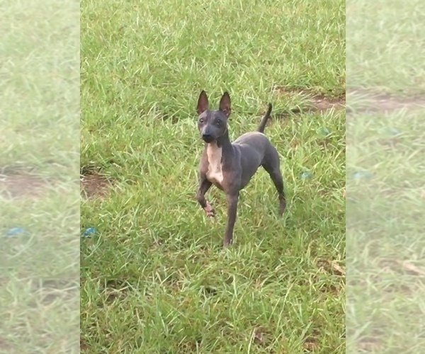 Medium Photo #1 American Hairless Terrier Puppy For Sale in TAMPA, FL, USA