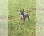 Small Photo #1 American Hairless Terrier Puppy For Sale in TAMPA, FL, USA