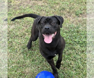 Jonas - Male Boxador Dog for Adoption - Photo #5