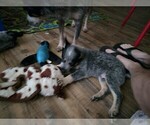 Small #3 Australian Cattle Dog