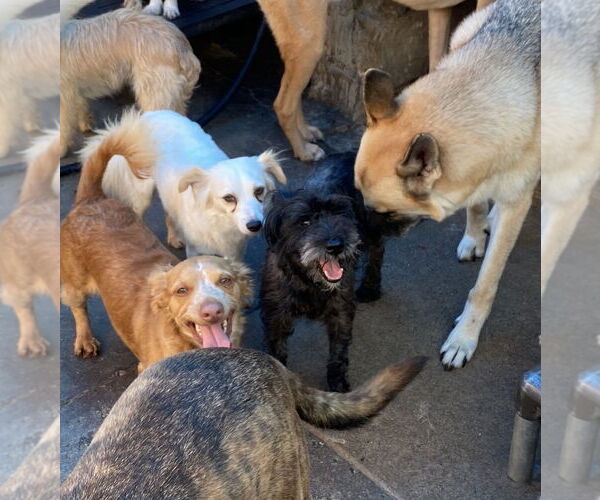 Medium Photo #2 Mutt Puppy For Sale in Newport Beach, CA, USA