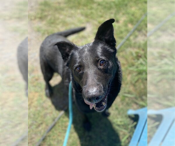 Medium Photo #1 German Shepherd Dog-Unknown Mix Puppy For Sale in Maryville, TN, USA
