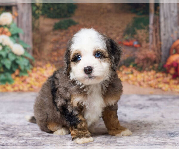Medium Photo #4 Bernedoodle (Miniature) Puppy For Sale in DUNDEE, OH, USA