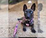 Small #5 Dutch Shepherd  Mix