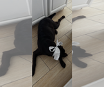 Small #6 Labrador Retriever