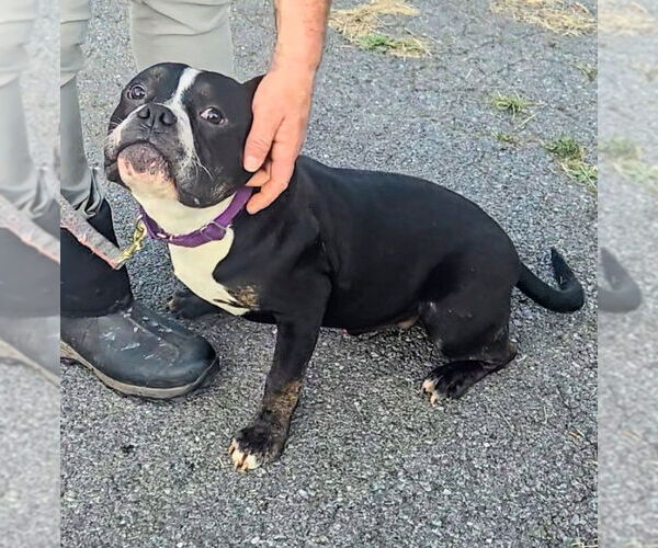Medium Photo #1 American Pit Bull Terrier Puppy For Sale in Stanhope, NJ, USA