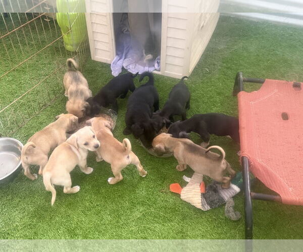 Medium Photo #2 Chiweenie Puppy For Sale in Imperial Beach, CA, USA