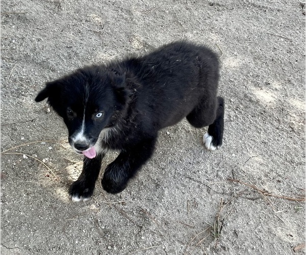 Medium Photo #3 Australian Shepherd Puppy For Sale in ACTON, CA, USA
