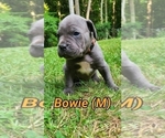 Puppy Bowie Cane Corso