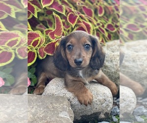 Dachshund Dog for Adoption in CANOGA, New York USA