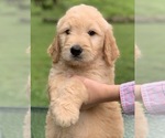 Small Photo #7 Goldendoodle Puppy For Sale in MORGANTOWN, IN, USA